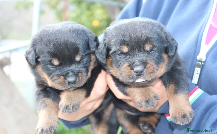 Rottweiler cani Meravigliosi cuccioli disponibili - Annuncio 4