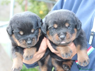 Rottweiler cani Meravigliosi cuccioli disponibili - Annuncio 5
