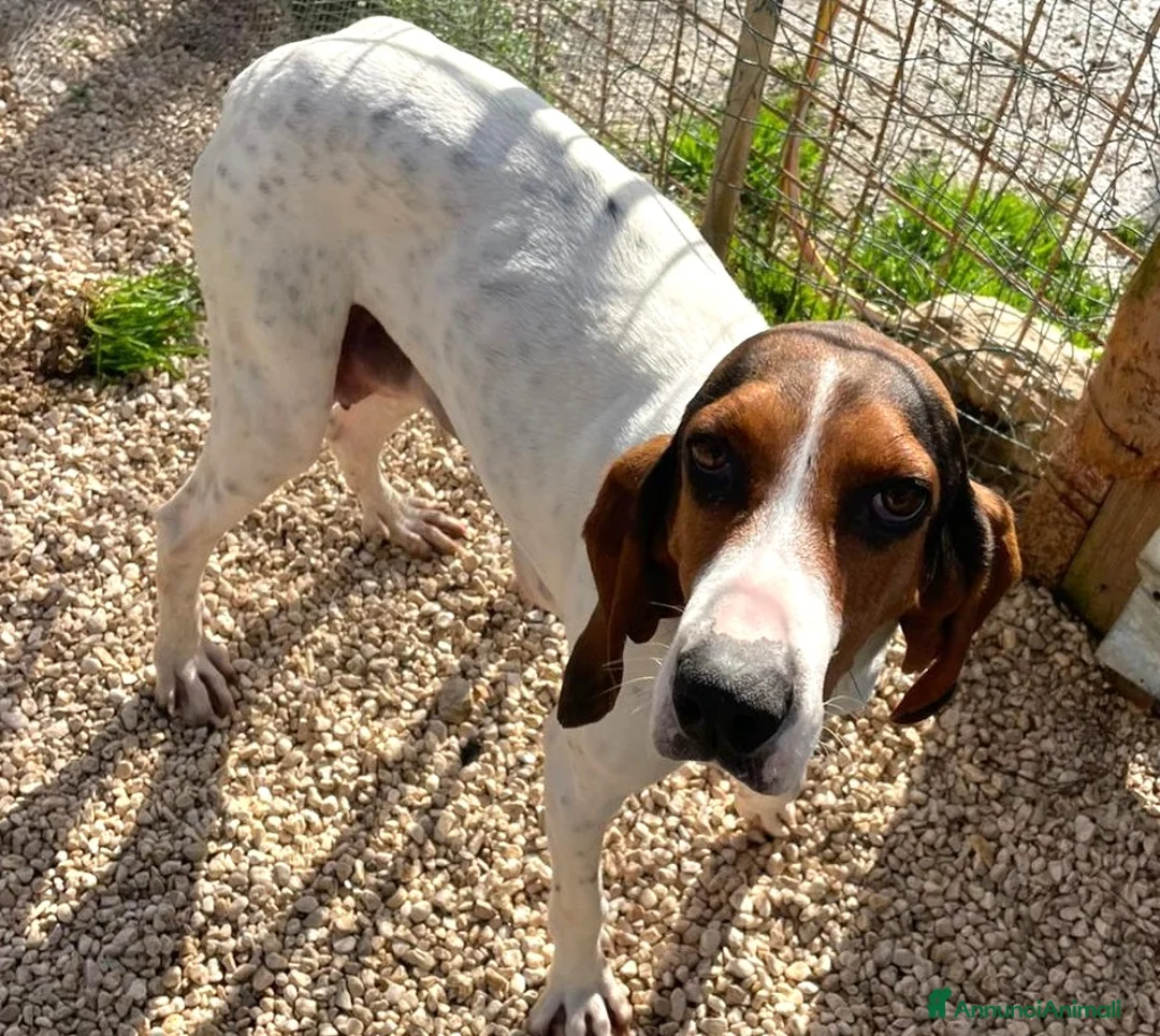 Meticcio cani in regalo: SPLENDIDA SEGUGINA a Città metropolitana di Roma Capitale - Annuncio 1