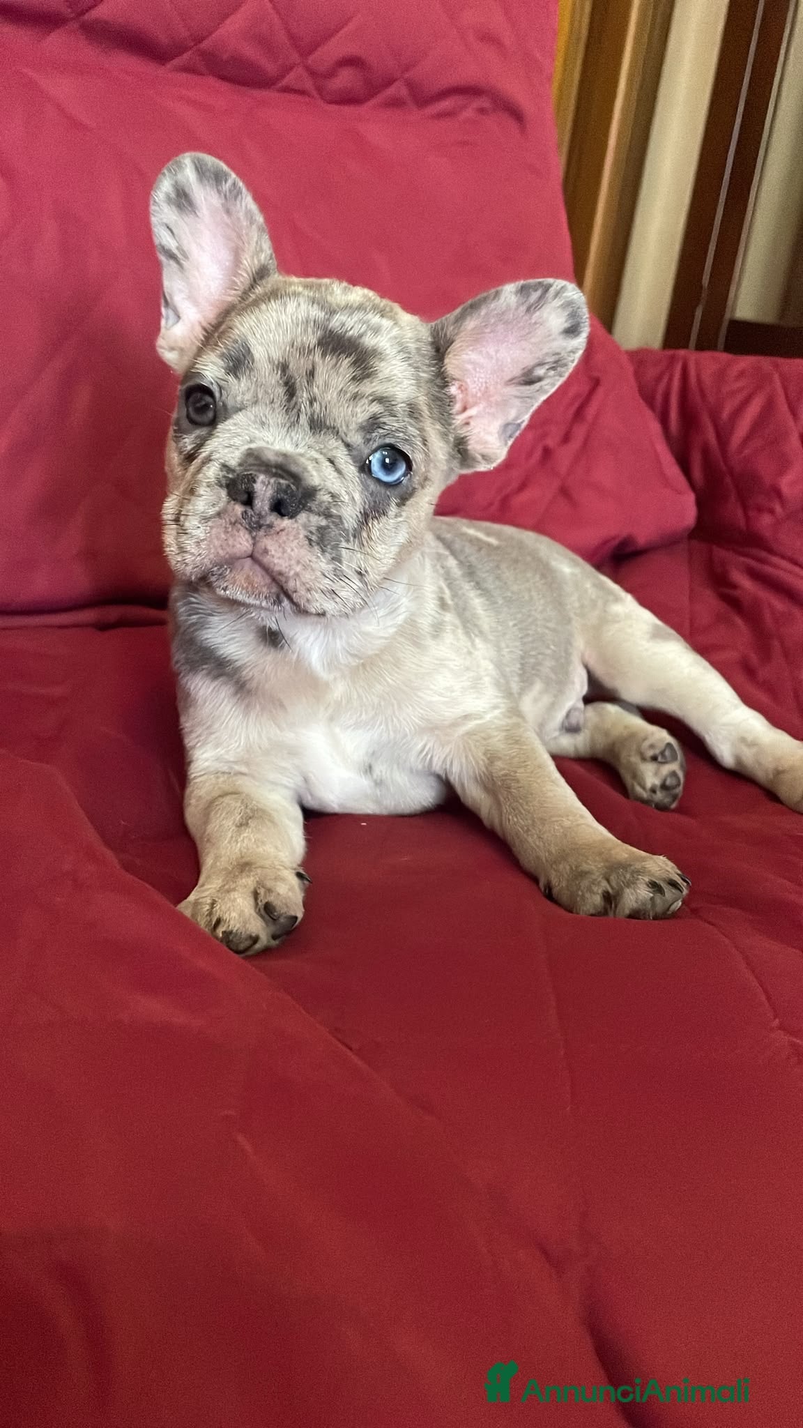 Bulldog Francese cani RIO!! - Annuncio 6