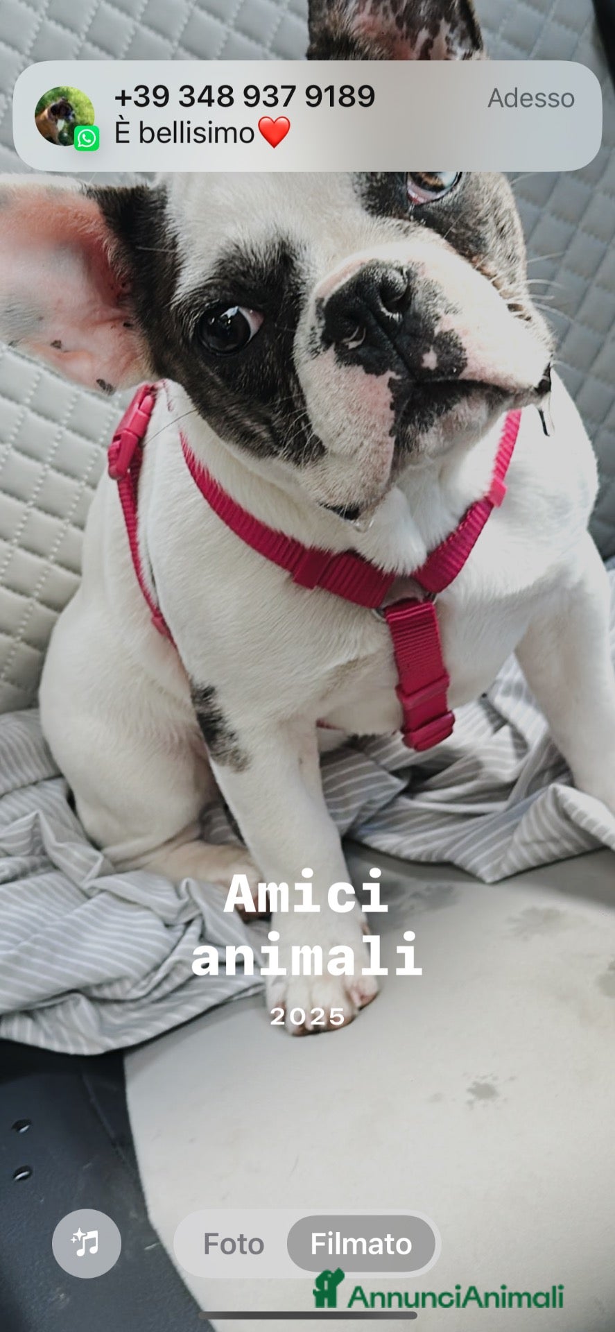 Bulldog Francese cani 3 mesi un amore 🥰 cerca casa  - Annuncio 14