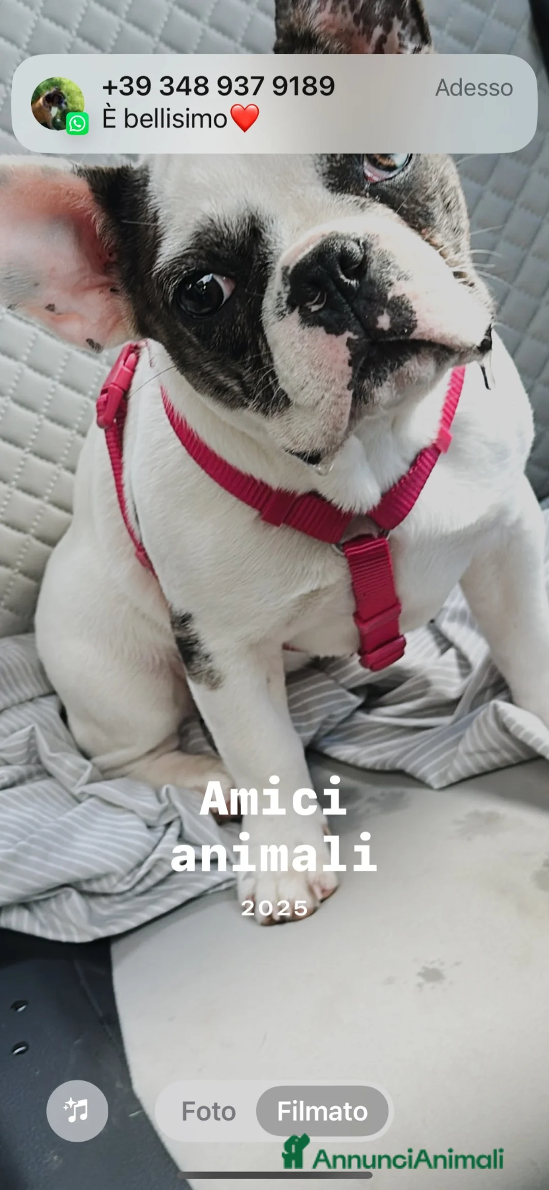 Bulldog Francese cani in vendita: 3 mesi un amore 🥰 cerca casa  - Annuncio 1