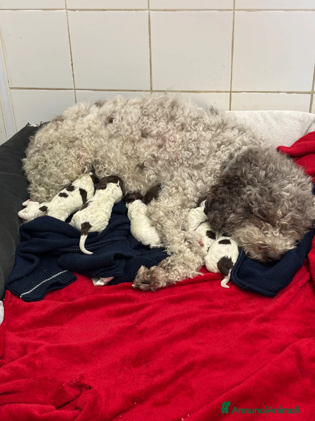 Lagotto cani in vendita: Cuccioli Lagotto Romagnolo - Annuncio 1
