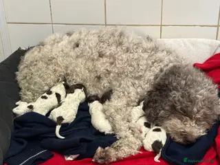 Lagotto cani Cuccioli Lagotto Romagnolo - Annuncio 1