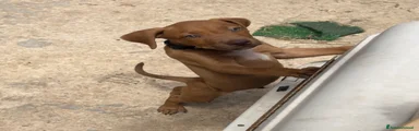 Tank
