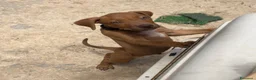 Pitbull cani in vendita: Pitbull alta genealogia  a Città metropolitana di Messina - Annuncio 2