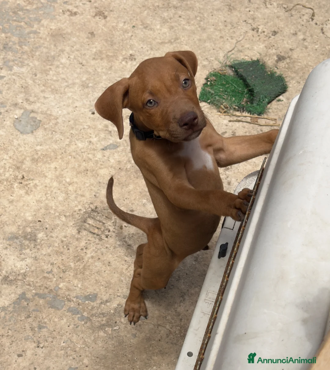Pitbull cani in vendita: Pitbull alta genealogia  a Città metropolitana di Messina - Annuncio 2
