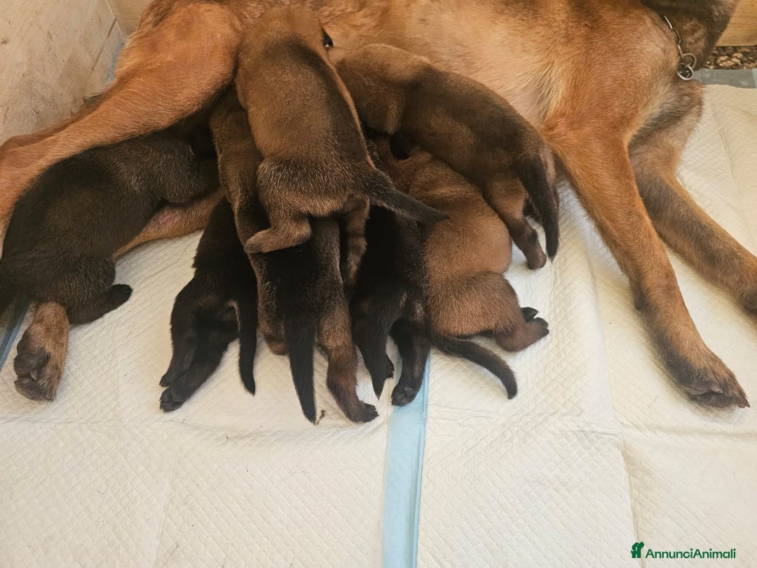 Pastore Belga cani in vendita: Pastore Belga Malinois a Venedig - Immagine 2