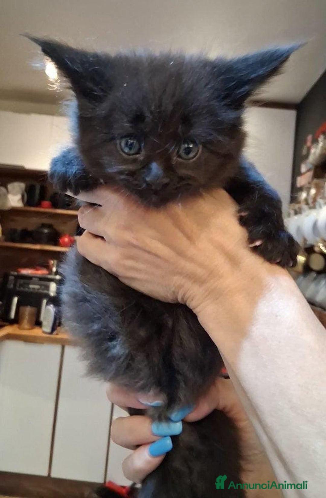 Maine Coon gatti in vendita: Maine coon pedigree - Annuncio 6