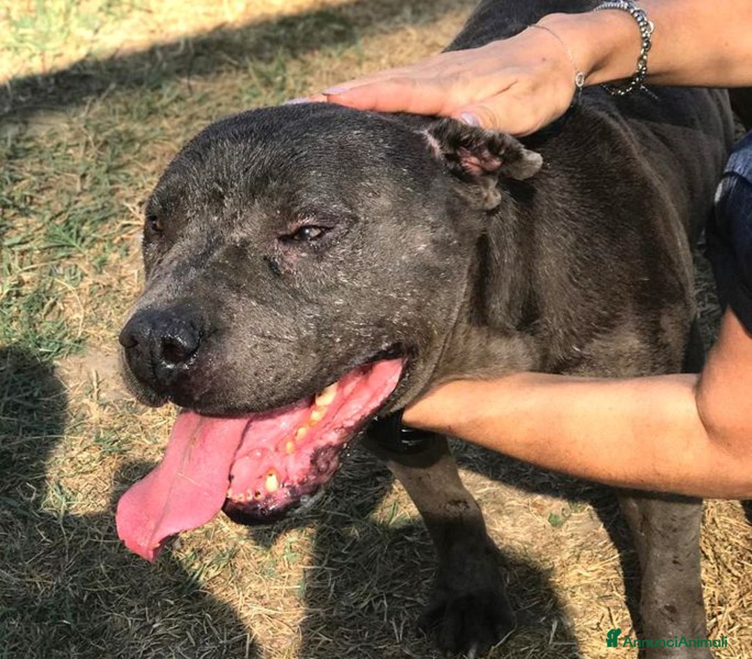 Meticcio cani in regalo: Bambacione, il nome adatto a lui - Annuncio 4