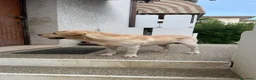 Labrador cani in regalo: CERCASI NUOVA FAMIGLIA PER LOVE - Annuncio 4