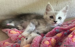 Maine Coon gatti in vendita: Maine Coon pedigree Anfi a Provincia di Modena - Immagine 19