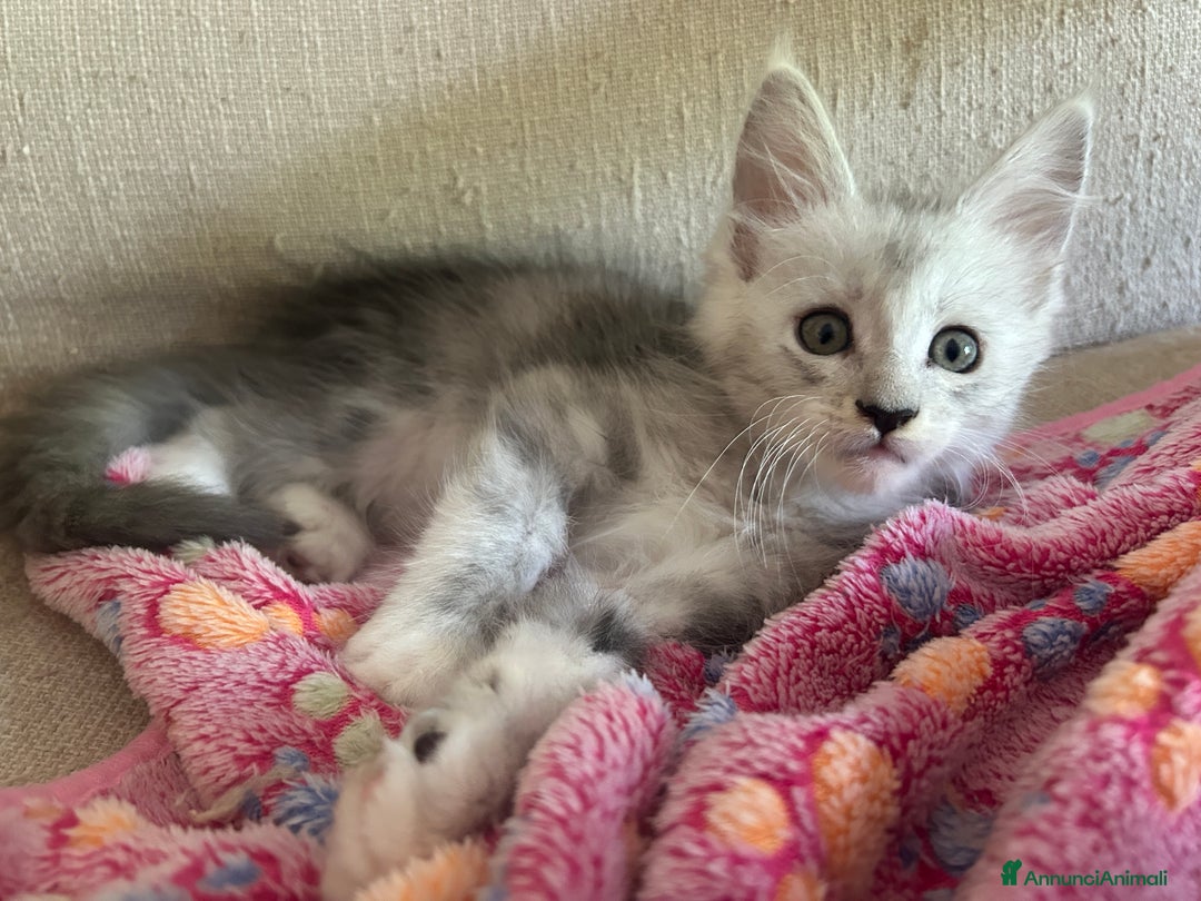 Maine Coon gatti in vendita: Maine Coon pedigree Anfi a Provincia di Modena - Immagine 19