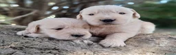 Golden Retriever cani in vendita: Cuccioli Golden Retriever Americano  - Annuncio 5