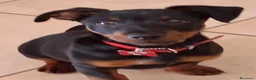 Pinscher Miniatura cani in vendita: Cuccioli di Pinscher mini - Annuncio 2