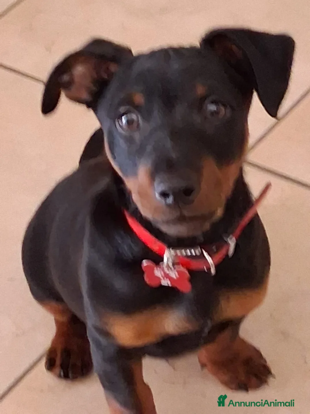 Pinscher Miniatura cani in vendita: Cuccioli di Pinscher mini - Annuncio 2