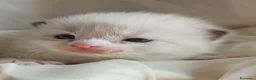 Ragdoll gatti in vendita: Meravigliosa cucciolata Ragdoll - Annuncio 5