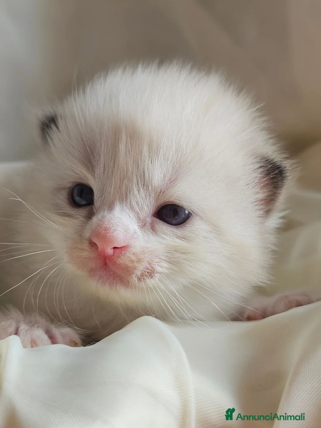 Ragdoll gatti in vendita: Meravigliosa cucciolata Ragdoll - Annuncio 5