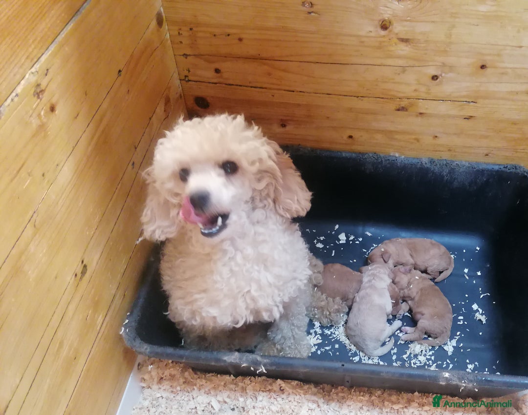 Barboncino cani in vendita: Barboncini Nani cuccioli - Annuncio 4