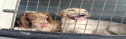 Setter Inglese cani in regalo: ADORABILE SETTERINO - Annuncio 2