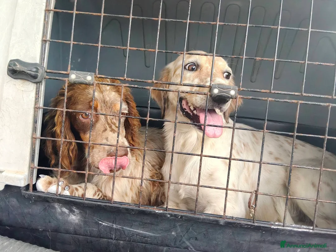 Setter Inglese cani in regalo: ADORABILE SETTERINO - Annuncio 2