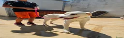 Meticcio cani in regalo: Kinder: dolcissimo cerca nuova famiglia  - Annuncio 9