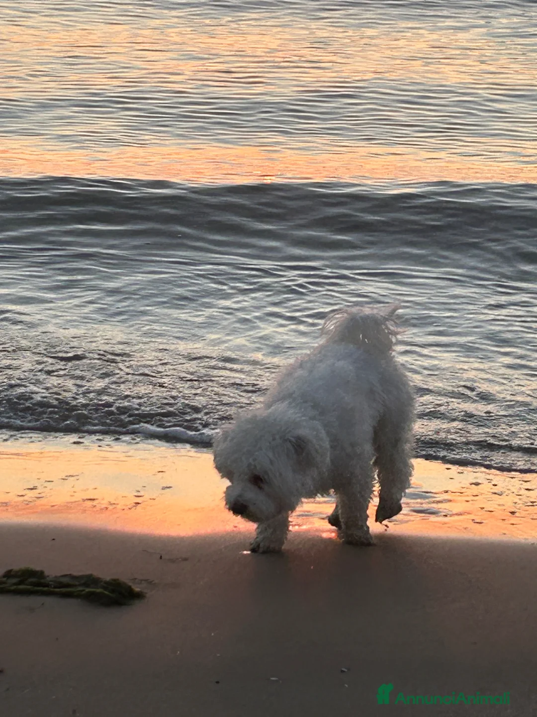 Bichon cani per accoppiamento: Bichon frise’ cerca Cagnolina per accoppiamento    - Annuncio 3
