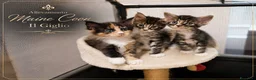 Maine Coon gatti in vendita: Nuova cucciolata !! 2 Maschi 1 femmina - Annuncio 2