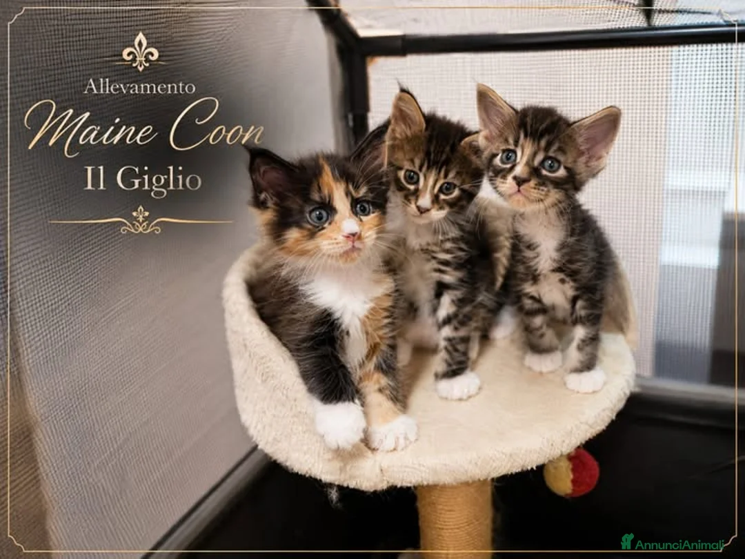 Maine Coon gatti in vendita: Nuova cucciolata !! 2 Maschi 1 femmina - Annuncio 2