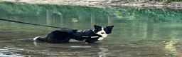 Border Collie cani in vendita: Cucciola di Border Collie da allevamento  - Annuncio 2