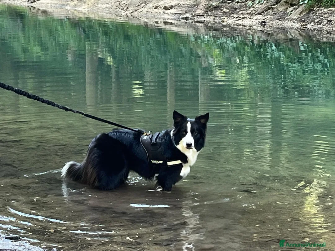 Border Collie cani in vendita: Cucciola di Border Collie da allevamento  - Annuncio 2