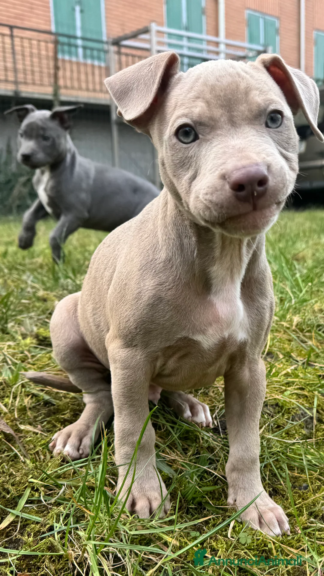 Pitbull cani in vendita: American Pitbull Terrier - Annuncio 9