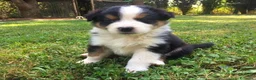 Australian Shepherd cani in vendita: Cuccioli pastore australiano - Annuncio 3