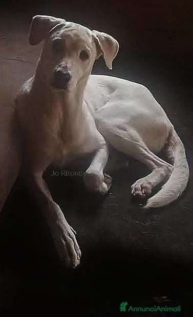 Meticcio cani in regalo: L'ULTIMA CHIAMATA PER TRUDY - Annuncio 4