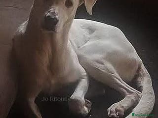 Meticcio cani in regalo: L'ULTIMA CHIAMATA PER TRUDY - Annuncio 4