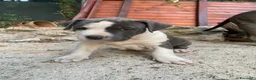 American Staffordshire cani in vendita: Disponibili due cuccioli Amstaff nati ad agosto  - Annuncio 10