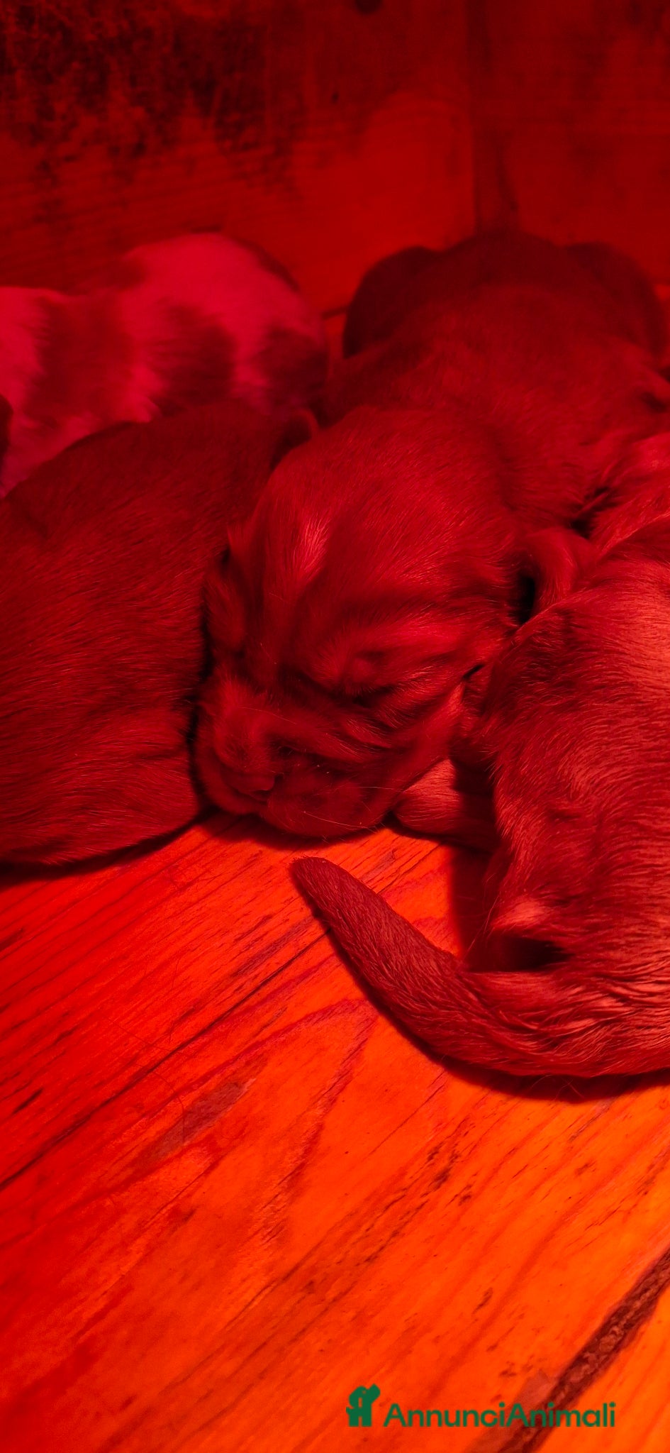Cocker cani Cuccioli Cocker Spaniel - Annuncio 1