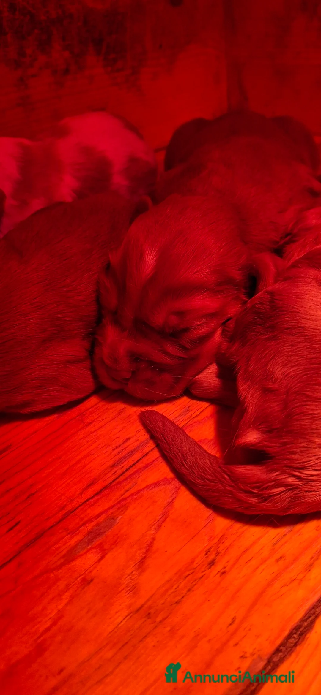 Cocker cani in vendita: Cuccioli Cocker Spaniel a Provincia di Bergamo - Annuncio 1
