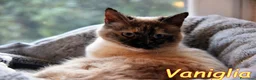 Siamese gatti in regalo: VANIGLIA DOLCISSIMA GATTINA SIMILSIAMESE a Città metropolitana di Roma Capitale - Annuncio 2