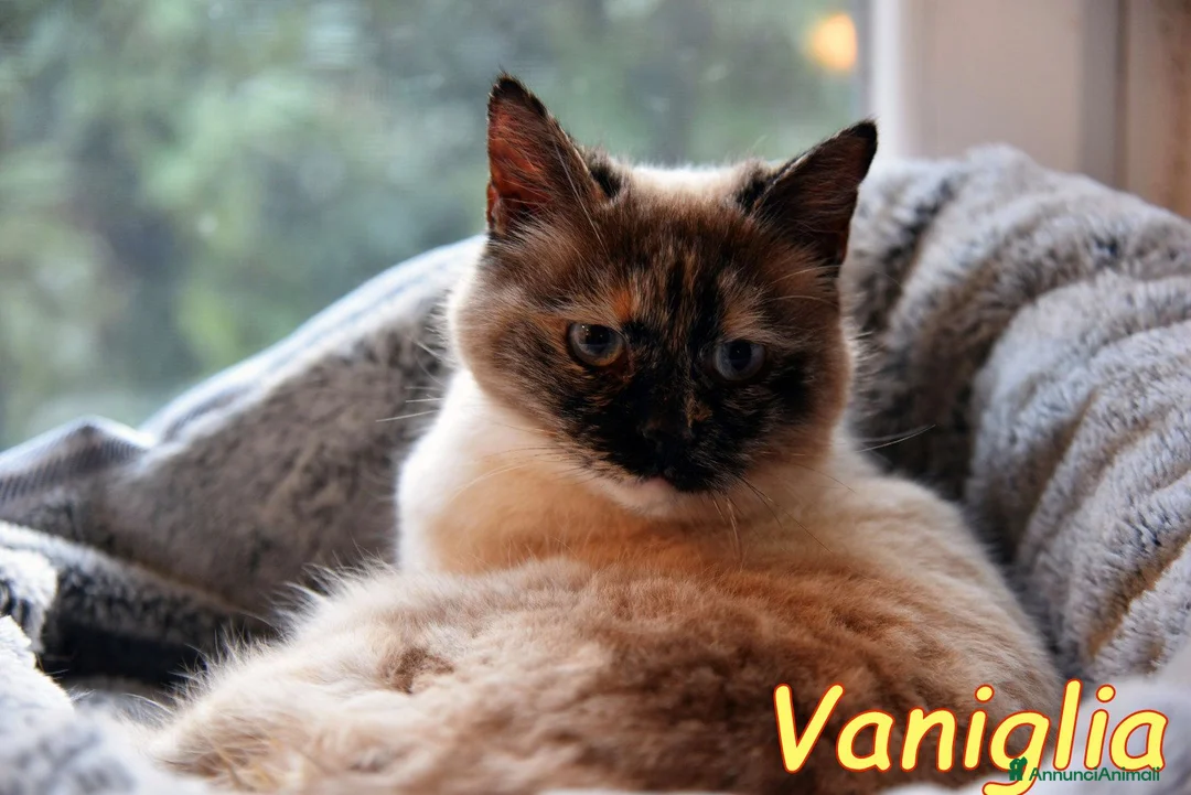 Siamese gatti in regalo: VANIGLIA DOLCISSIMA GATTINA SIMILSIAMESE a Città metropolitana di Roma Capitale - Annuncio 2