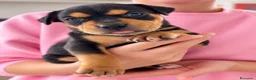Pitbull cani in vendita: Pitbull cuccioli Tricolor - Annuncio 1