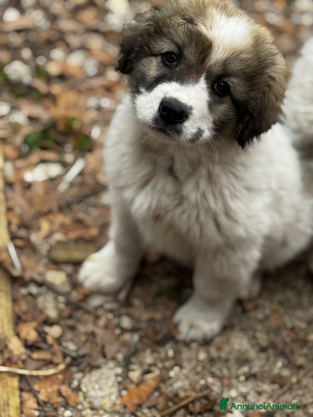 Meticcio cani in regalo: Ginny cucciola curiosa e coccolona a Città metropolitana di Milano - Annuncio 4