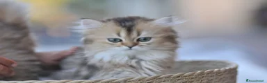 Nala