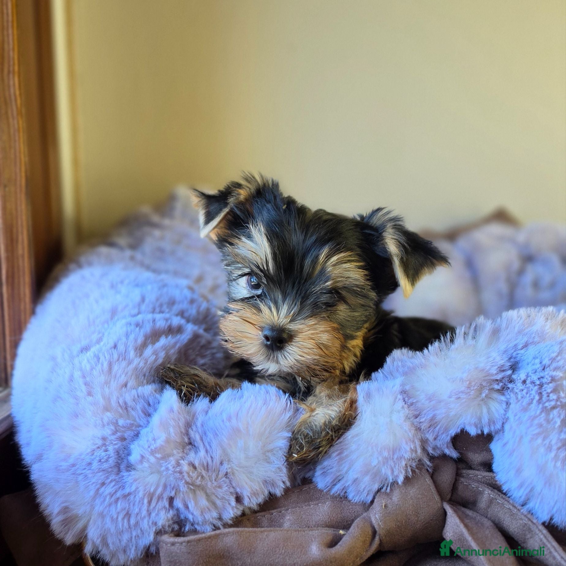 Yorkshire cani Cuccioli di Yorkshire Terrier  - Annuncio 3