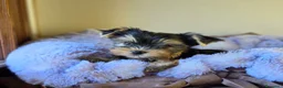 Yorkshire cani in vendita: Cuccioli di Yorkshire Terrier  - Annuncio 8