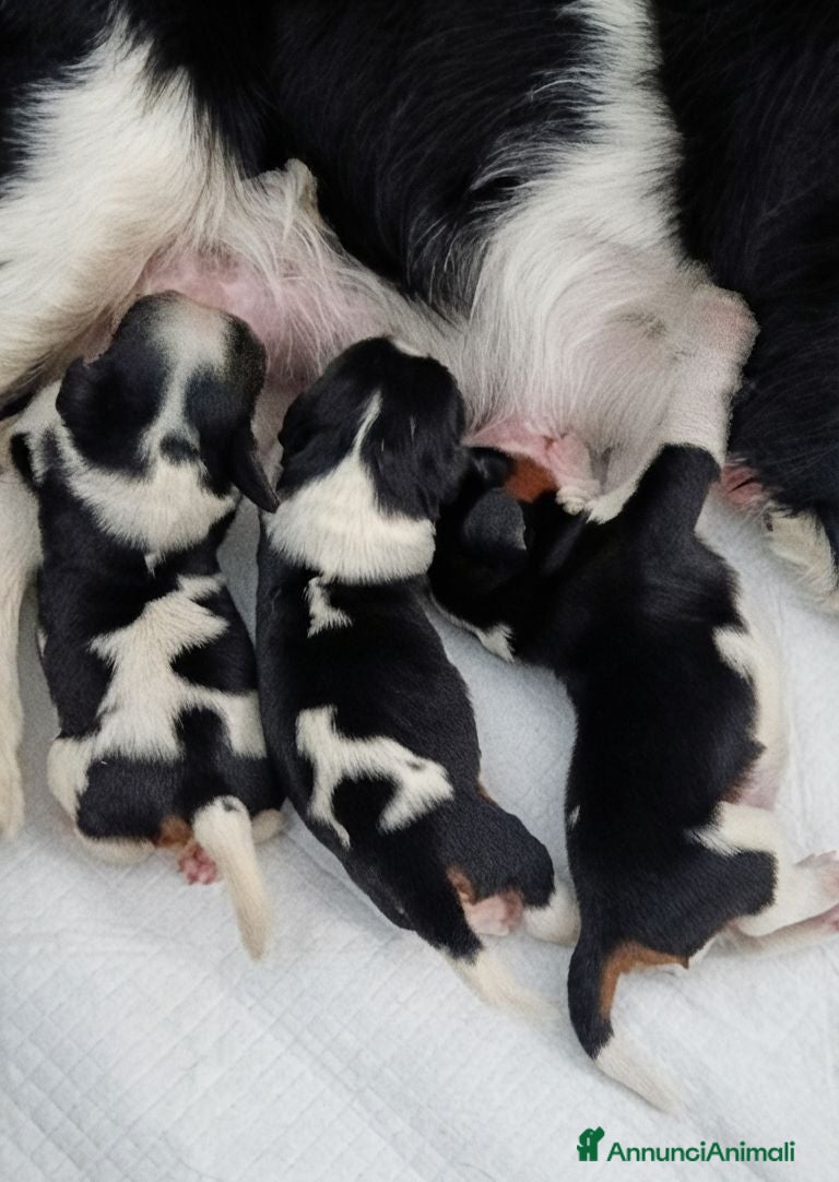 Cavalier King cani Cuccioli Cavalier king C.S pedigree ENCI  - Annuncio 4