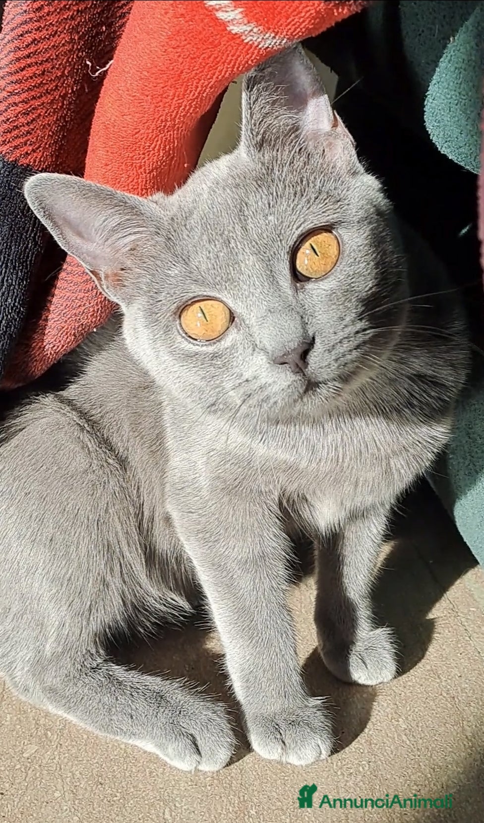 Certosino gatti GATTINA CERTOSINA CON PEDIGREE - Annuncio 1
