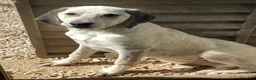 Meticcio cani in regalo: DUE SPLENDIDE CAGNOLINE a Città metropolitana di Milano - Annuncio 15
