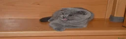 Scottish gatti in vendita: Scottish fold e straight con pedigree - Annuncio 7