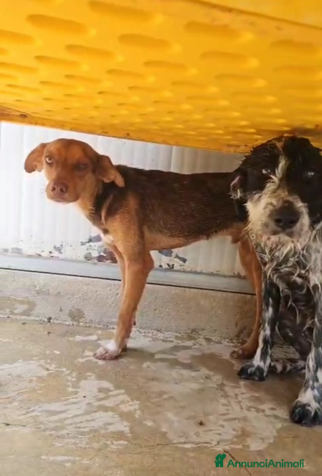 Meticcio cani in regalo: Lupo: cucciolotto taglia piccola socievole  a Città Metropolitana di Genova - Annuncio 8